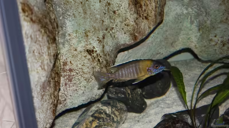 Aulonocara stuartgranti Usisya Bock von Mario M. (13)