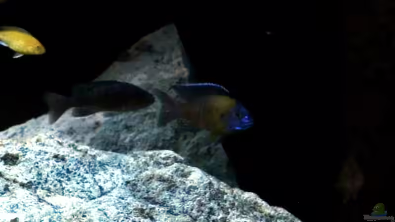 Aulonocara stuartgranti usisya von ollil81 (37)