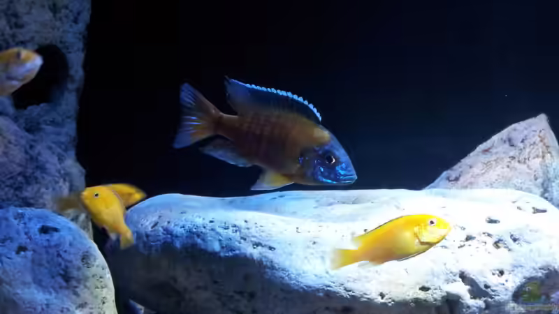 Aulonocara stuartgranti usisya von ollil81 (38)