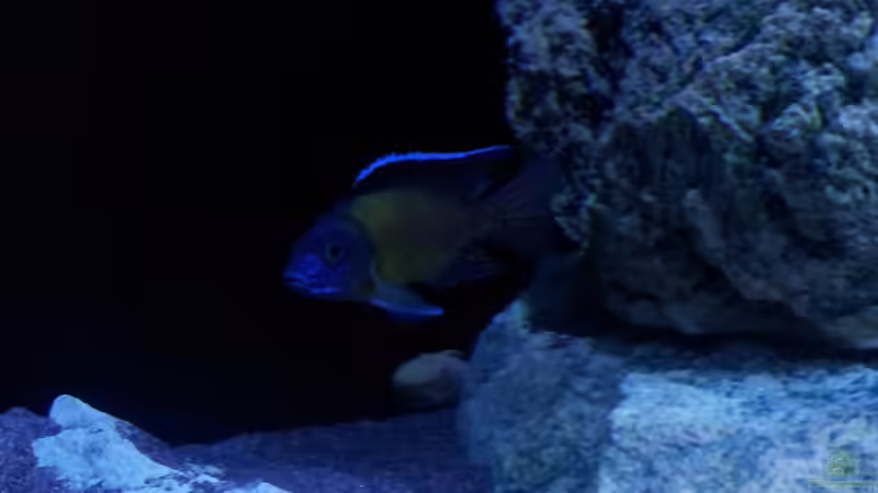 Aulonocara stuartgranti usisya von ollil81 (45)