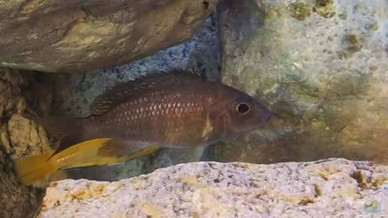 Aulonocara stuartgranti usisya Weibchen von ollil81 (48)