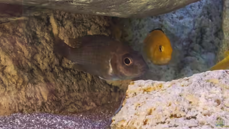 Einrichtungsbeispiele für Aulonocara stuartgranti (Grants Maulbrüter)