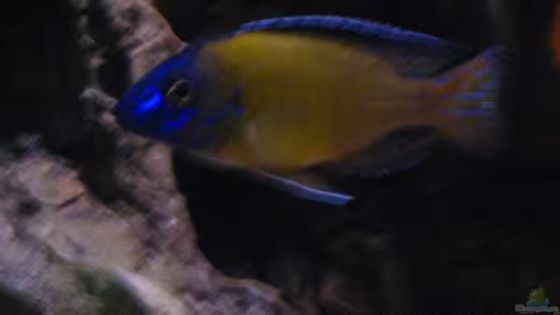 Einrichtungsbeispiele für Aulonocara stuartgranti "usisya"