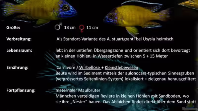 Aulonocara stuartgranti ´usysia´  von Lutz K (36)