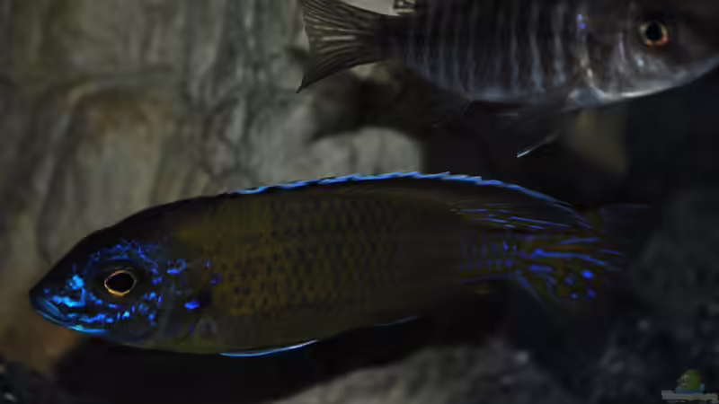 Aulonocara stuartgranti ´usysia´ von Lutz K (51)