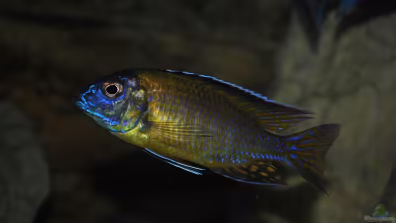 Aulonocara stuartgranti ´usysia´ von Lutz K (52)