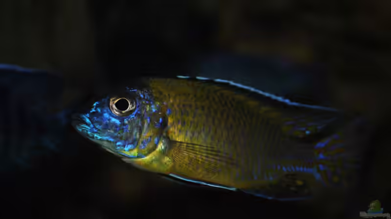 Aulonocara stuartgranti "undu reef" halten (Einrichtungsbeispiele für Aulonocara mamelela)