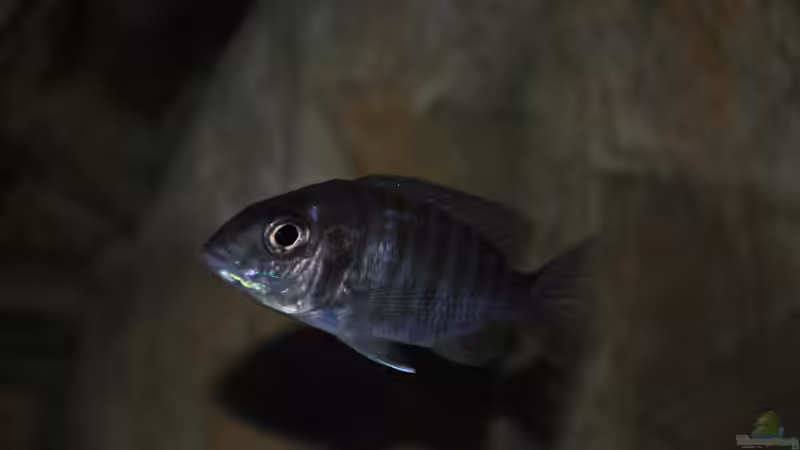 Einrichtungsbeispiele für Aulonocara stuartgranti (Grants Maulbrüter)