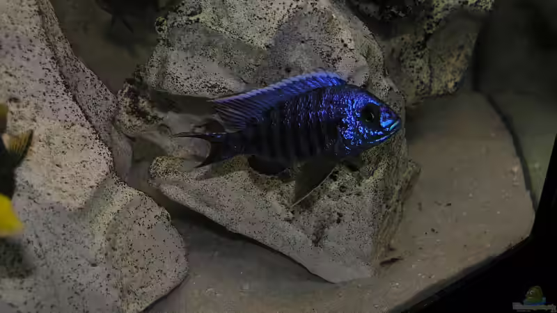 Aulonocara Stuartgranti von Mario Latschein (15)