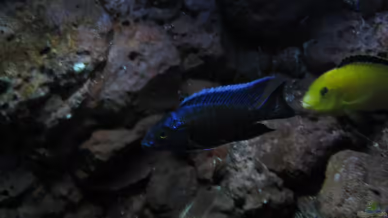 Aulonocara stuartgranti von The Duke of woods (40)