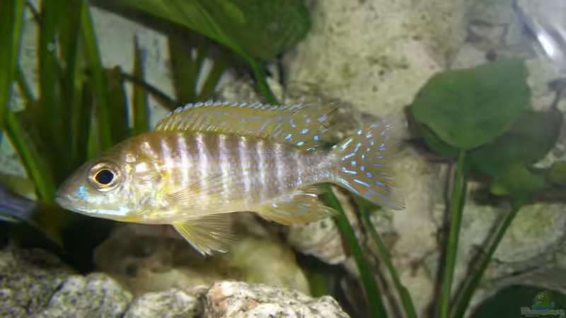 Aulonocara stuartgranti "undu reef" halten (Einrichtungsbeispiele für Aulonocara mamelela)
