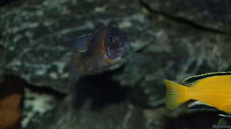 Aulonocara stuartgrantii ngara von Calimero (29)