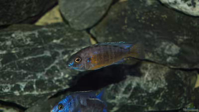 Aulonocara stuartgrantii ngara von Calimero (30)