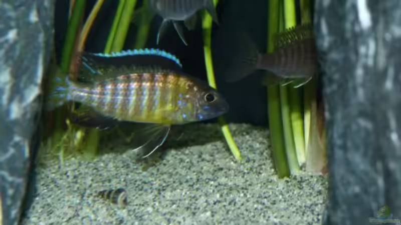 Aulonocara Usisya Bock ca. 6 cm von Carsten Peters (6)