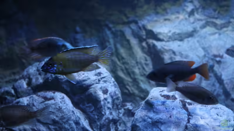 Einrichtungsbeispiele für Aulonocara stuartgranti "usisya"