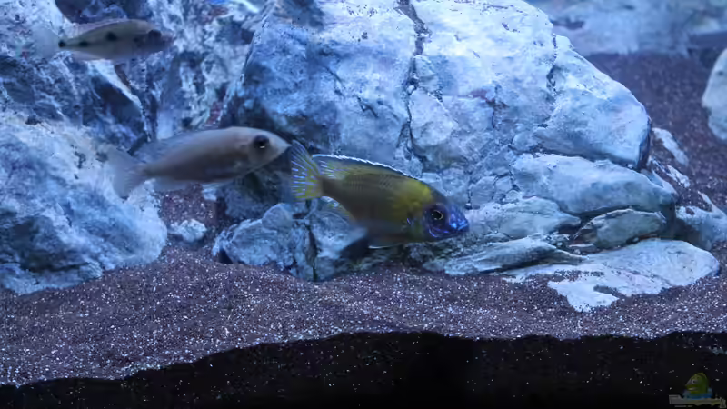 Aulonocara ´Usisya´ (M),Aulonocara ´Usisya´ (W) von Thomas B. (31)