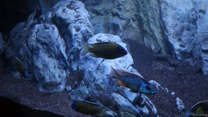 Aquarien mit Otopharynx (Einrichtungsbeispiele für Otopharynx-Arten)