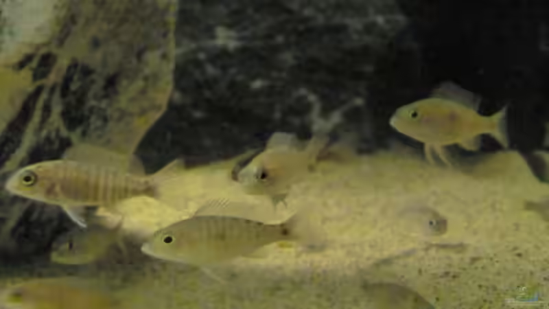 Aulonocara Usisya WFNZ und Sciaenochromis Fryeri von Carsten Peters (5)