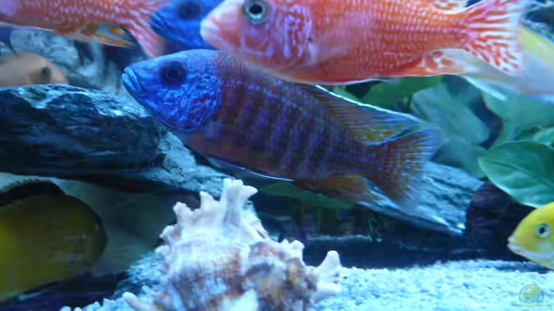 Aulonocara von Chrisly (25)