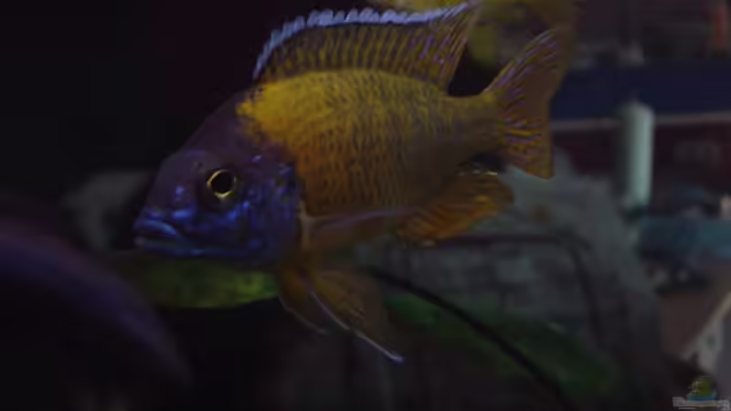 Aulonocara von Jochen Horn (12)