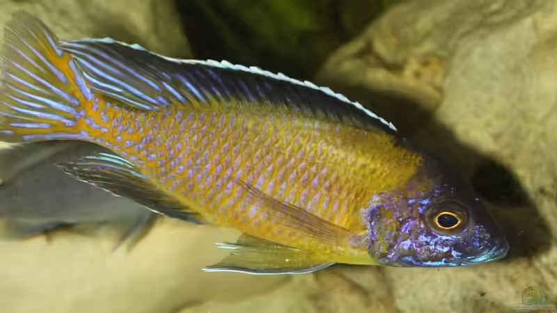 Aulonocara von knoeri (7)