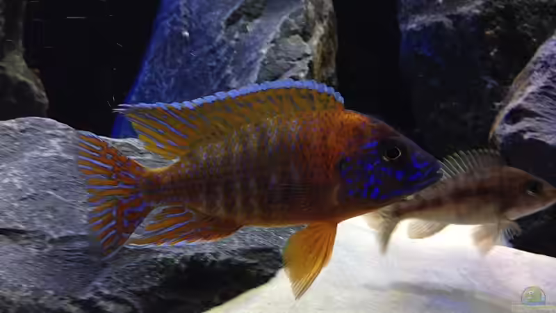 Aulonocara von Lynex (23)