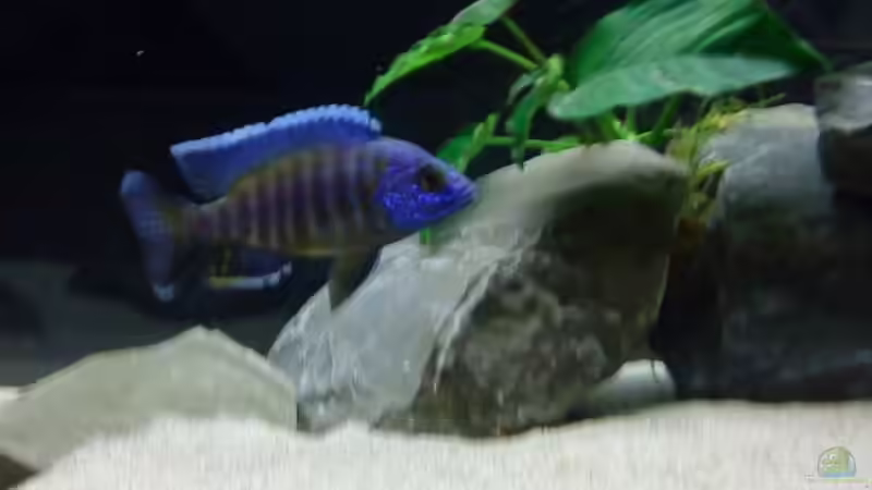 Aulonocara während der Balz von Dominik Steigewald (11)