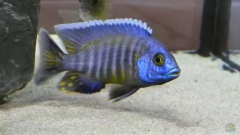 Aulonocara während der Balz von Dominik Steigewald (13)