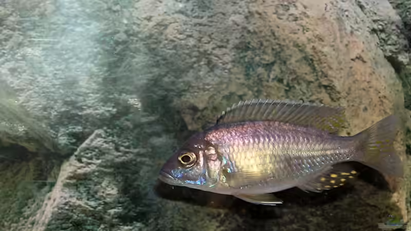 Aulonocara walteri Bock von mbuna-guwo (12)