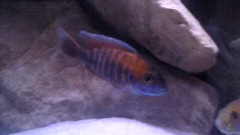 Aulonocara ´Walteri´ von Christian Müller (9)