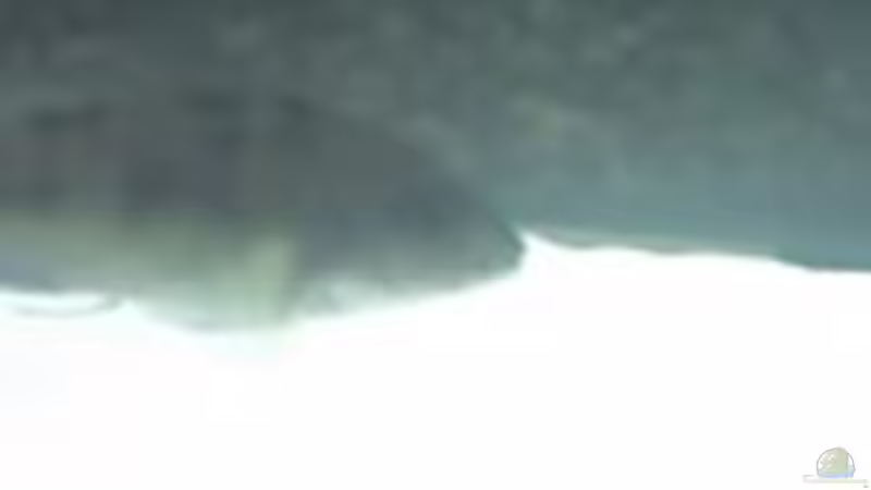 Aulonocara Weib von Heiko Rodegast (26)