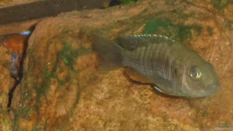 Aulonocara Weibchen mit Männchen im Hintergrund in der Höhle von Roadrunner 68 (39)