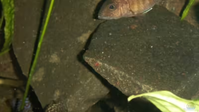 Aulonocara weibchen und Ancistrus von Sven Leyh (20)