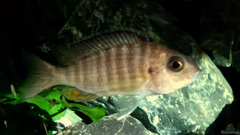 Aulonocara Weibchen von die Perle... (33)