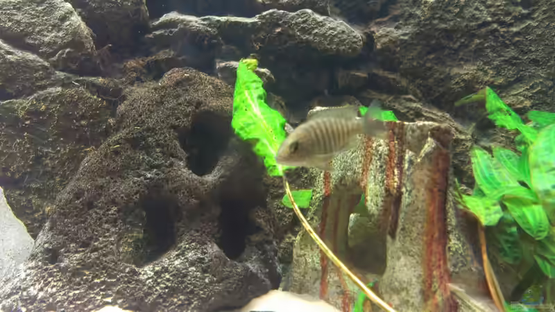 Aulonocara-Weibchen von Paul8 (14)