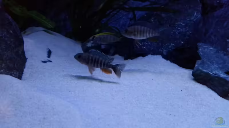 Aulonocara Weibchen von redieh (27)