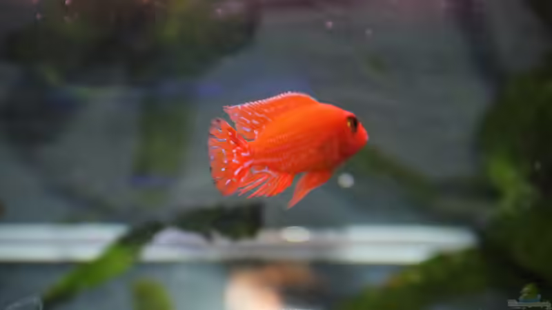 Aulonocarabock von Thomas Roscher (11)