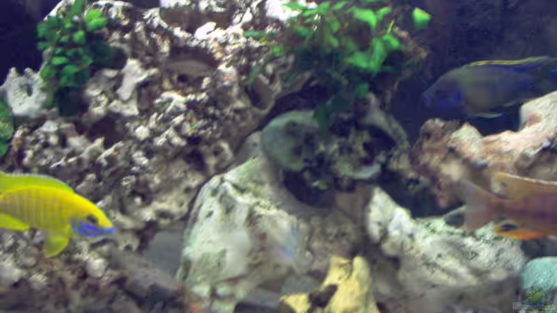 Aulonocara´s gemeinsam von Alexander Siefer (13)