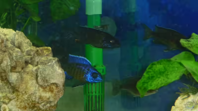 Aulonocarastuartgranti Ngara-Mdoka   Schwarm 2 von DER YBBSTALER (21)