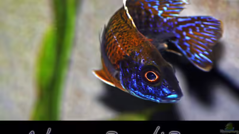 Aulonocora Baenschi Benga von boffix (31)