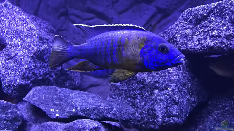 Aulonocra Stuartgranti? von CJ (18)