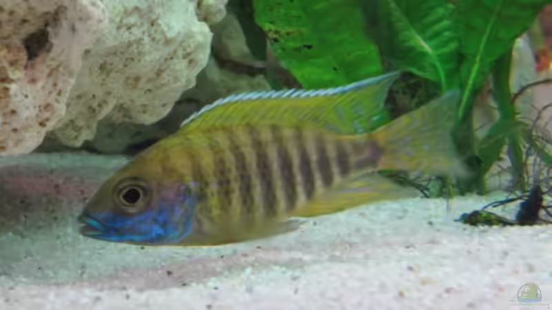 Aulononca baenschi benga Männchen von Andreas Novak (28)