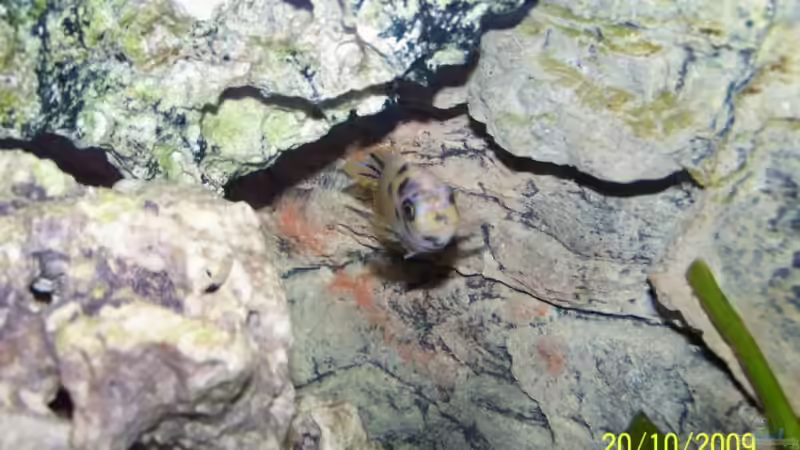 Aunonocara sp. Marmelade Cat Weib von Dicker Udo (25)