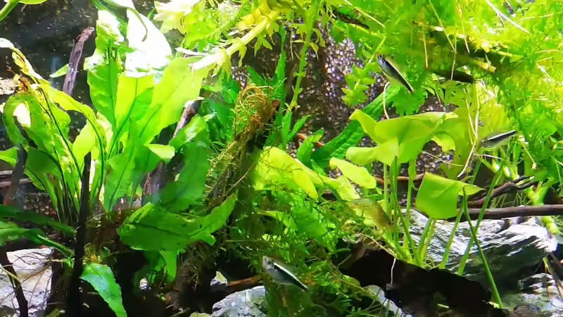 Aunubien und Javafarne gedeien prächtig von Mark H. (23)