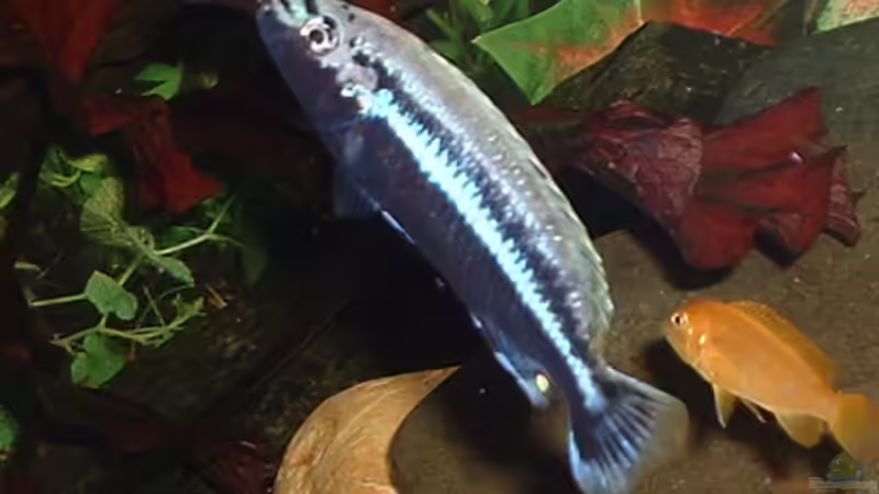 auratus bock und saulosi von Michael Spengler (13)