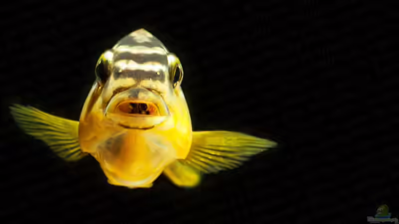 Auratus Dame Total, hat das Maul voll. von boffix (43)