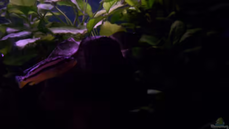 auratus Dame von Niko P. (31)