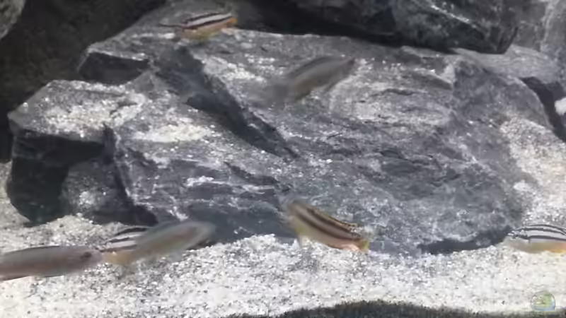 Auratus-Gruppe mit Ps. flavus und einem Cobue-Weibchen von tripledad (26)