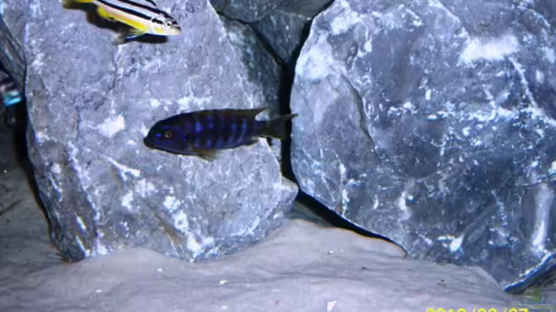 Auratus und Chilumba Nr3  von 47 Malawi (22)