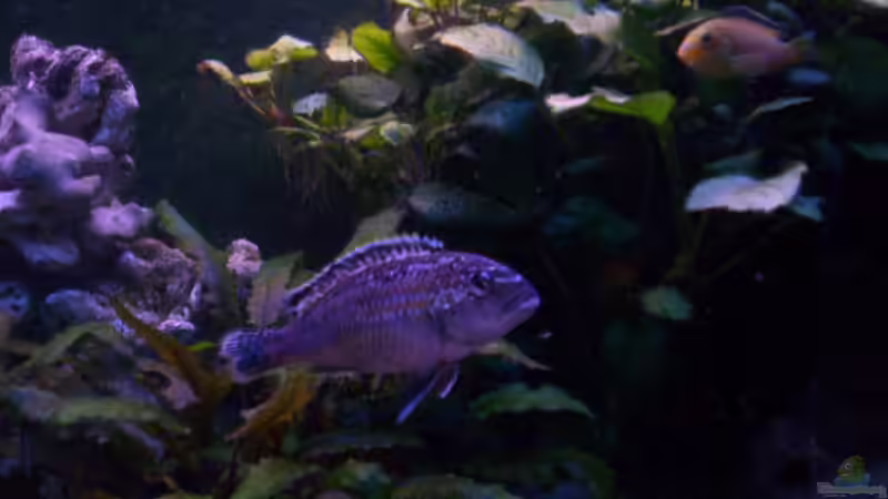 auratus W von Niko P. (39)